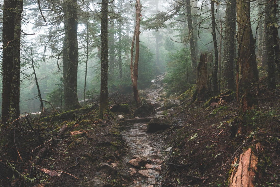 Bosque entre la niebla, sendero y suelo irregular, sin personaje